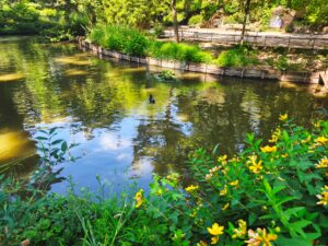 Étang verdoyant avec oiseaux aquatiques au Jardin des Plantes, flore luxuriante Toulouse.